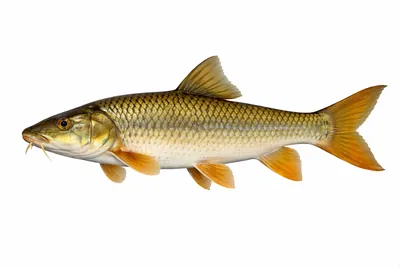 איור של Largemouth Yellowfish
