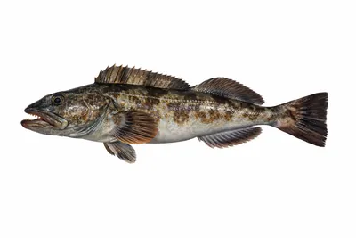 איור של Lingcod