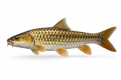 איור של Golden Mahseer