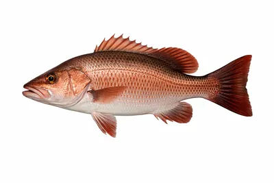 איור של Mangrove Jack