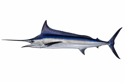 איור של Marlin