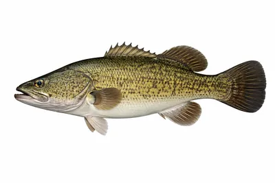 איור של Murray Cod