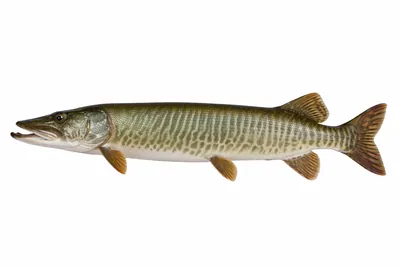 איור של Muskellunge
