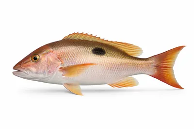 איור של Mutton Snapper