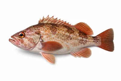 איור של Pacific Rockfish