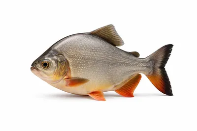 איור של Pacu
