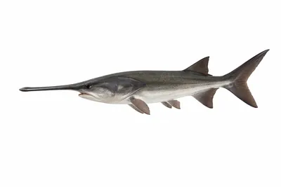 איור של Paddlefish