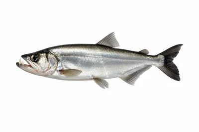 איור של Payara