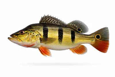 איור של Peacock Bass