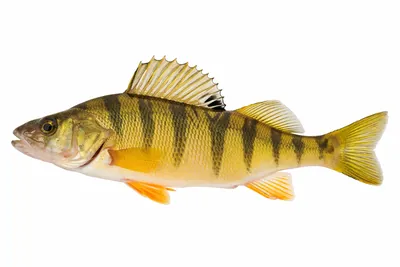 איור של Yellow Perch