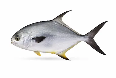 איור של Permit