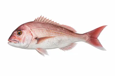 איור של Pink Snapper