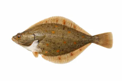 איור של European Plaice