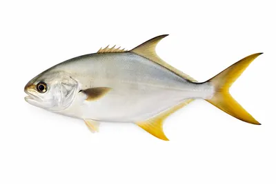 איור של Florida Pompano