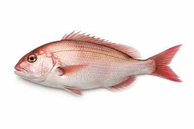 איור של Red Sea Bream