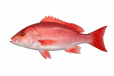 איור של Red Snapper