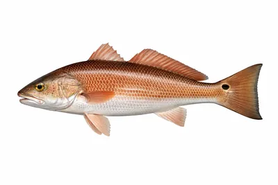 איור של Redfish (Red Drum)