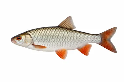 איור של Roach