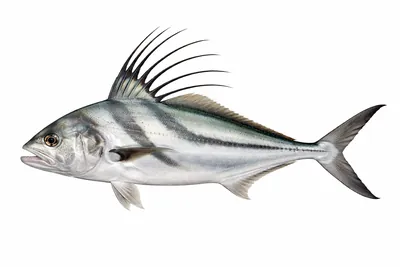 איור של Roosterfish