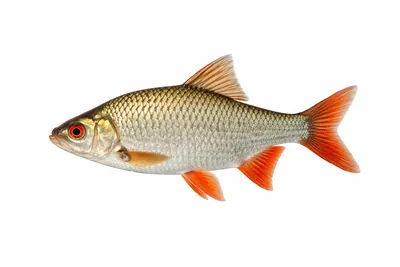 איור של Rudd