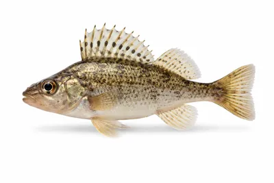 איור של Ruffe