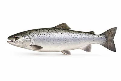 איור של Atlantic Salmon