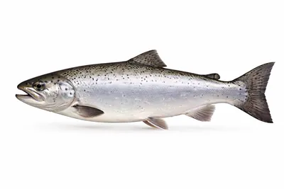 איור של Salmon (King / Chinook)