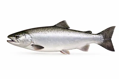 איור של Coho Salmon
