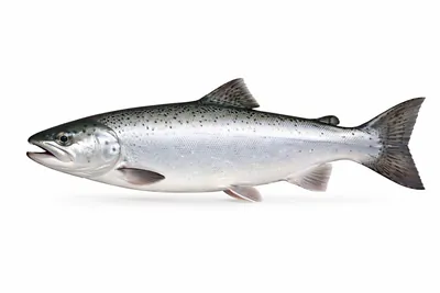 איור של Sockeye Salmon