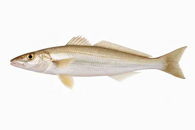 איור של Sand Whiting
