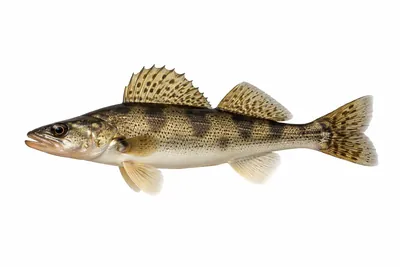 איור של Sauger