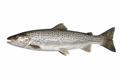 איור של Sea Trout