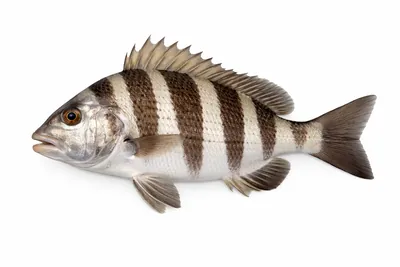 איור של Sheepshead