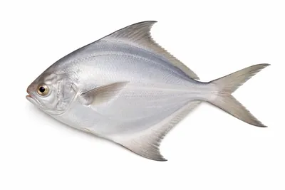 איור של Silver Pomfret