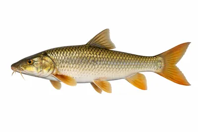 איור של Smallmouth Yellowfish