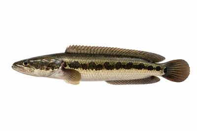 איור של Snakehead