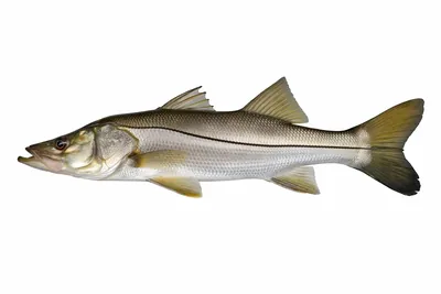 איור של Common Snook