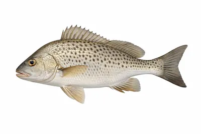 איור של Spotted Grunter