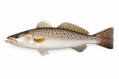 איור של Spotted Seatrout