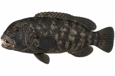 איור של Tautog