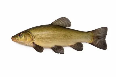 איור של Tench