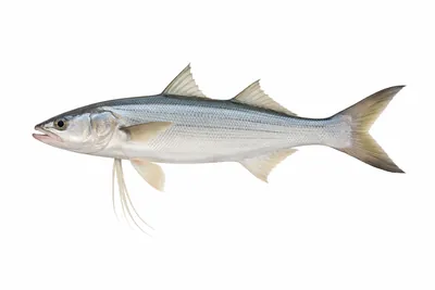 איור של Threadfin Salmon