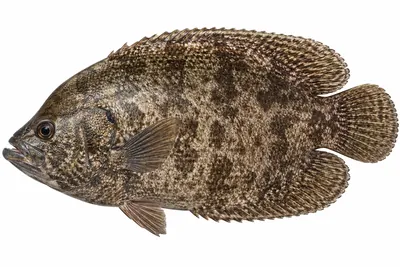 איור של Tripletail