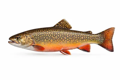 איור של Brook Trout