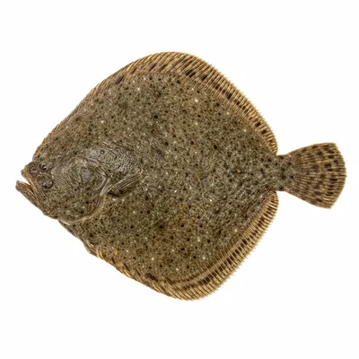 איור של Turbot