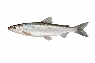 איור של Vendace