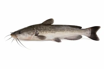 איור של Vundu Catfish
