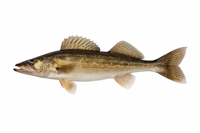 איור של Walleye