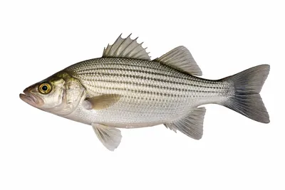 איור של White Bass
