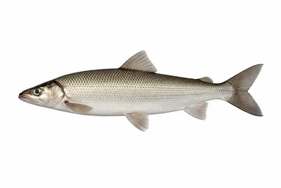 איור של Lake Whitefish